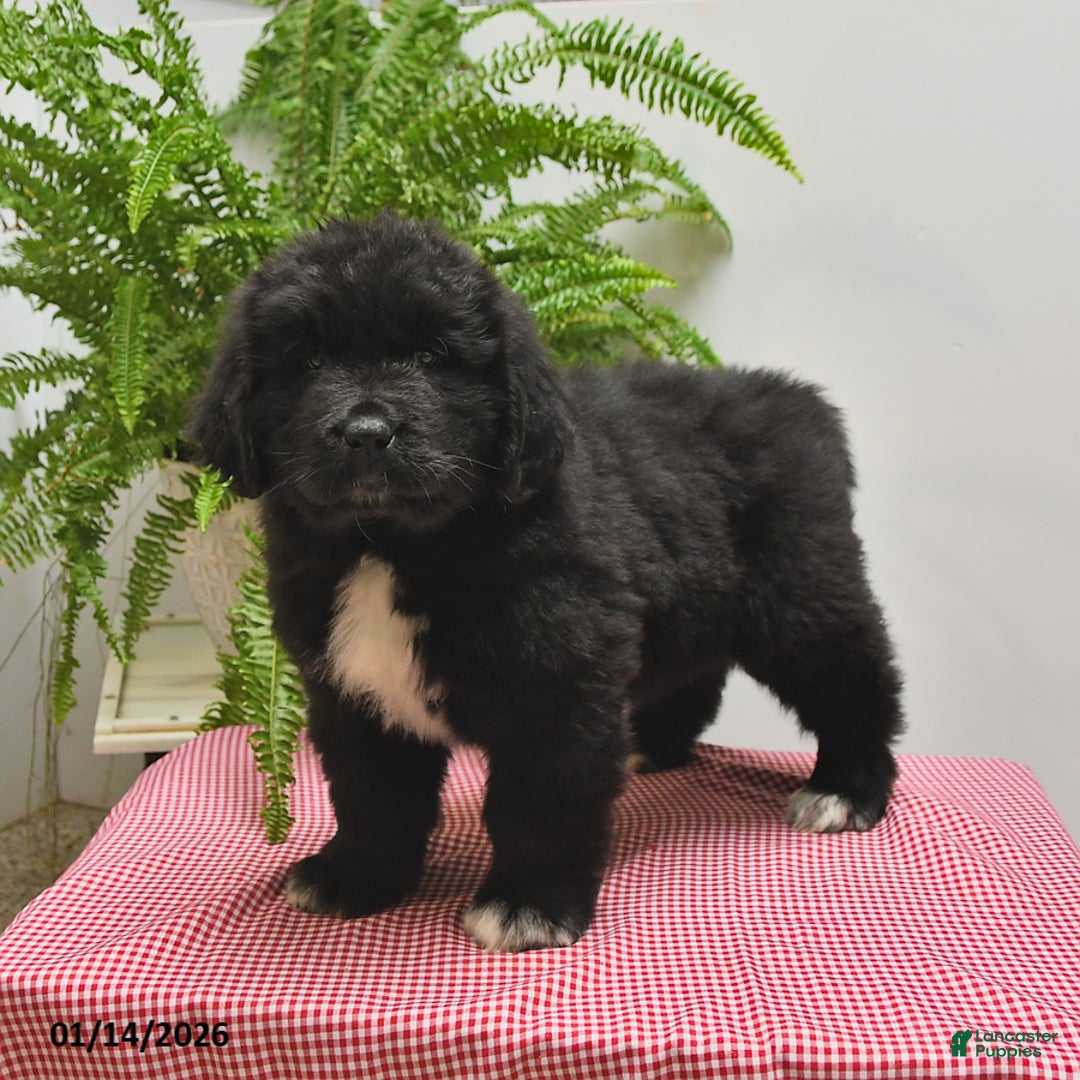 Newfoundland dogs for sale: Roger - Ad 5