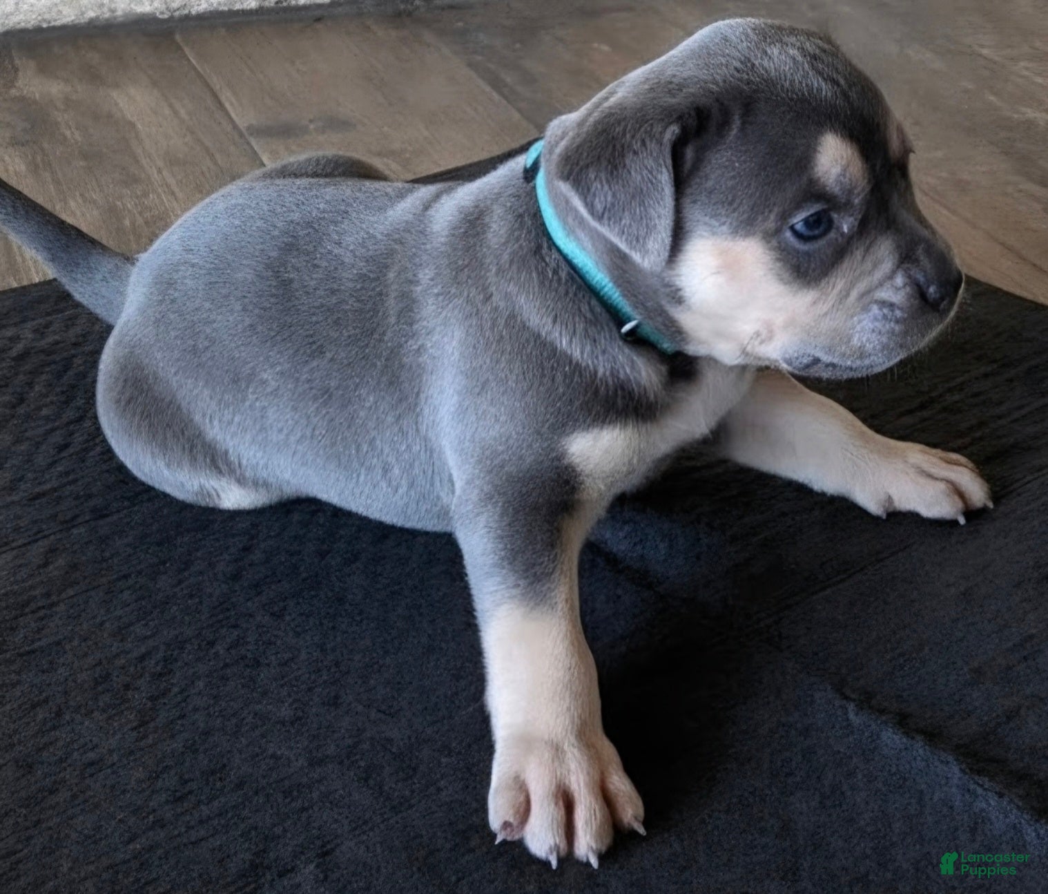 American Bully dogs Boulder - Ad 2
