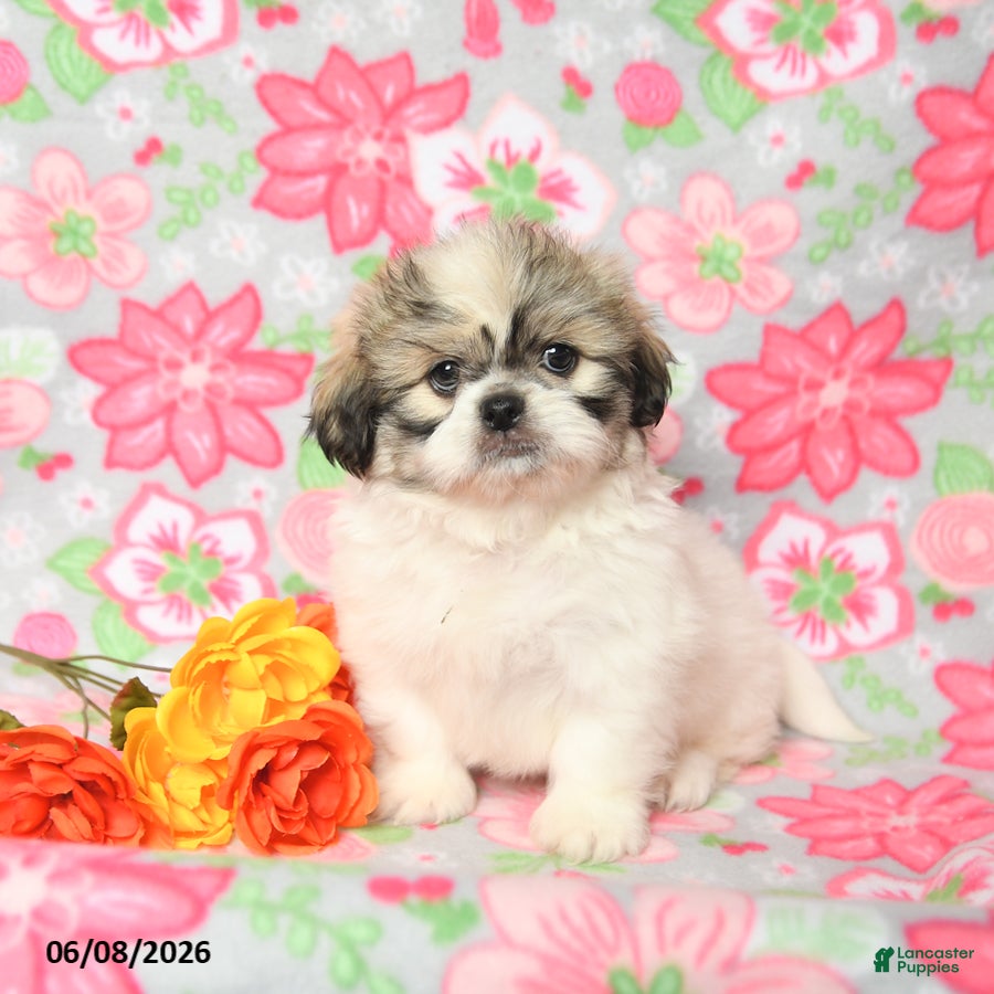 Teddy Bear dogs Waffles - Ad 1