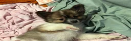 Mixed Breed dogs for sale: Buttons - Ad 5