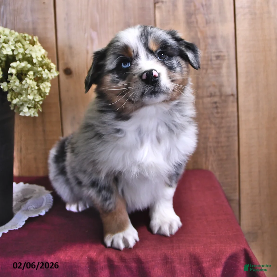 Australian Shepherd dogs for sale: Sierra - Ad 2