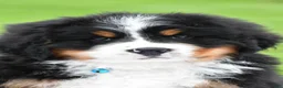 Bernese Mountain Dog dogs for sale: Ronnie - Ad 1