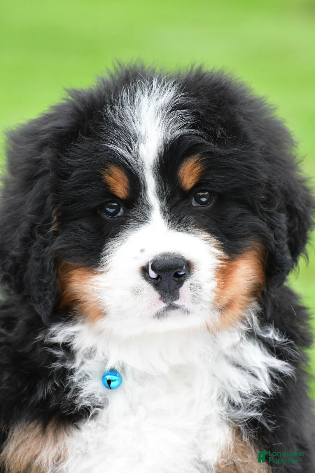Bernese Mountain Dog dogs for sale: Ronnie - Ad 1