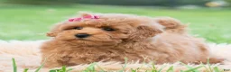 Maltipoo dogs for sale: Maisie - Ad 4