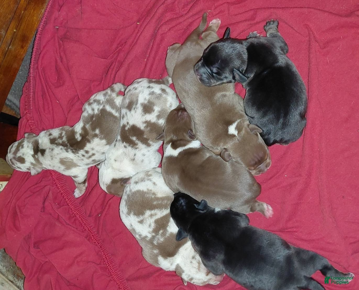 American Bully dogs American Bully 4 - Ad 21