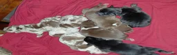 American Bully dogs for sale: American Bully 4 - Ad 1