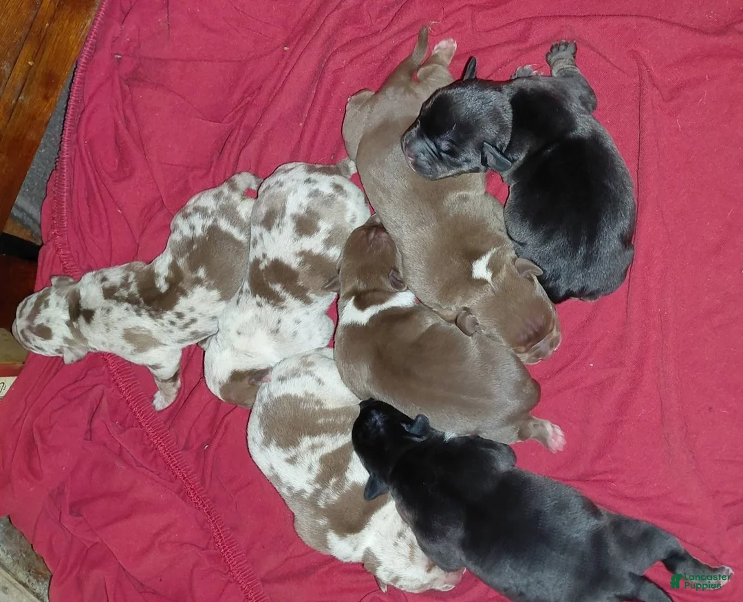 American Bully dogs for sale: American Bully 4 - Ad 1