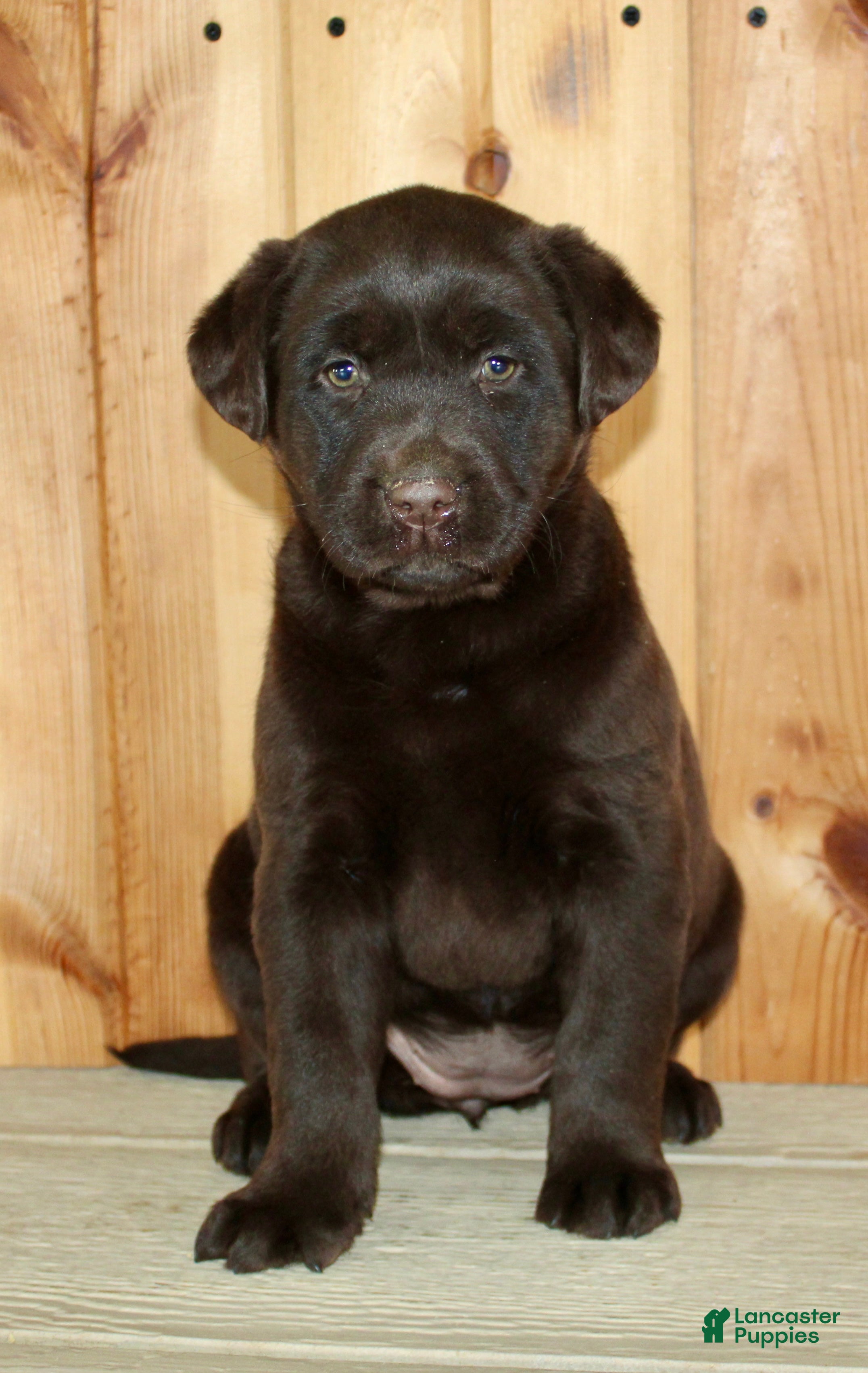 Labrador Retriever dogs Cloe - Ad 1