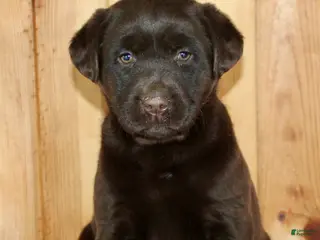 Labrador Retriever dogs for sale: Cloe - Ad 2