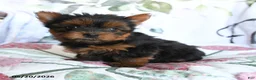 Yorkshire Terrier dogs for sale: Lady - Ad 3