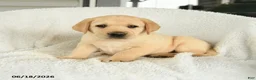 Labrador Retriever dogs for sale: Miles - Ad 2