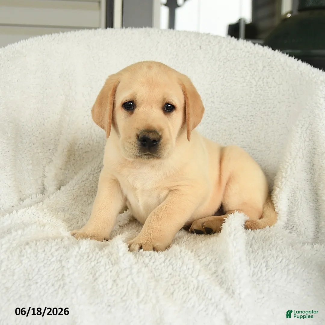 Labrador Retriever dogs for sale: Miles - Ad 2