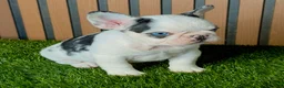 French Bulldog dogs for sale: Sushi - Ad 1