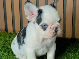 French Bulldog dogs for sale: Sushi - Ad 2