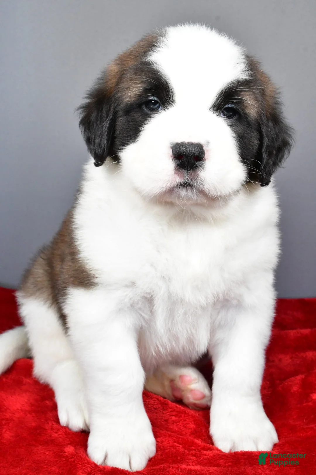 Saint Bernard dogs for sale: brutus - Ad 7