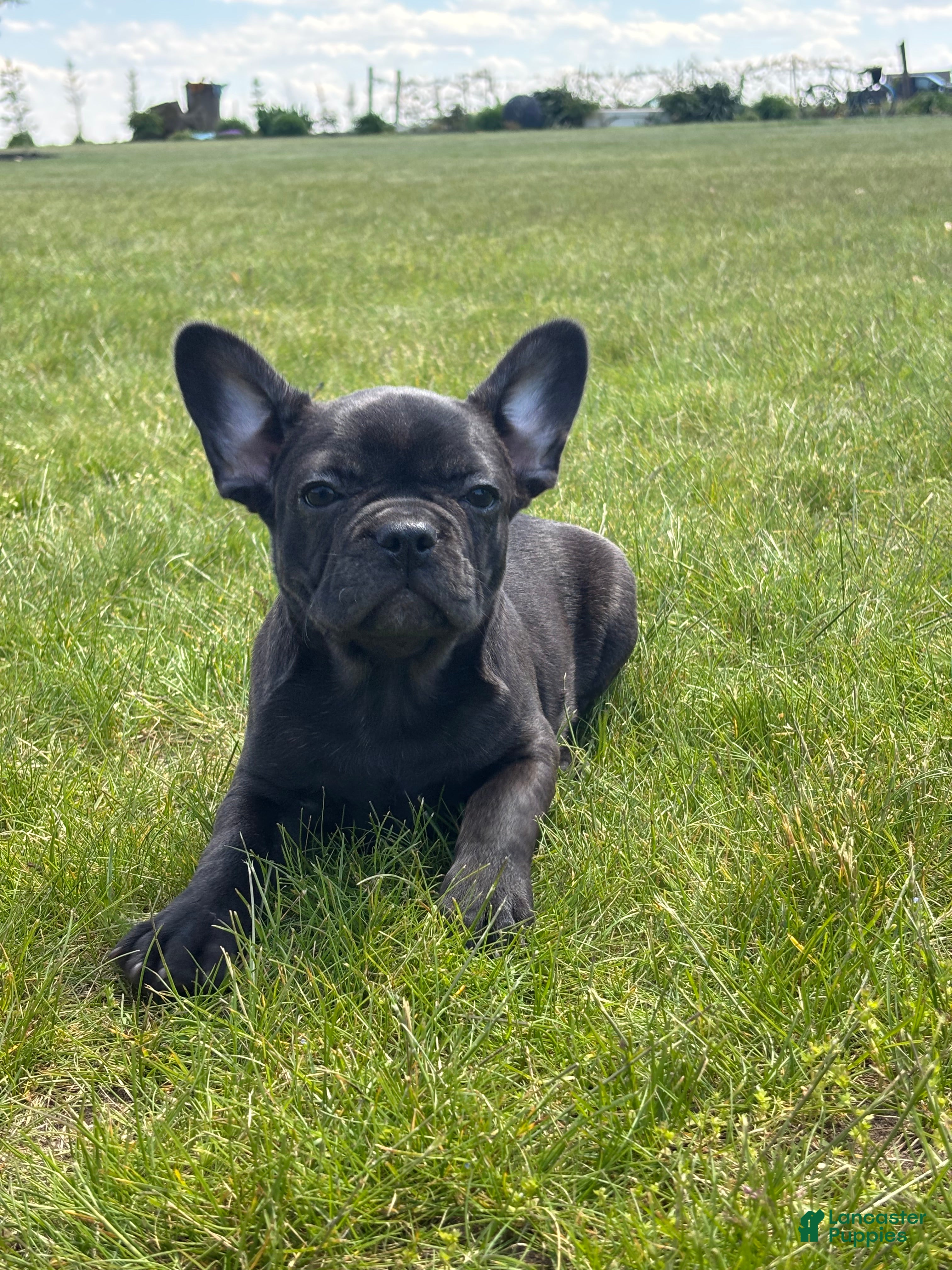 French Bulldog dogs Happy - Ad 1