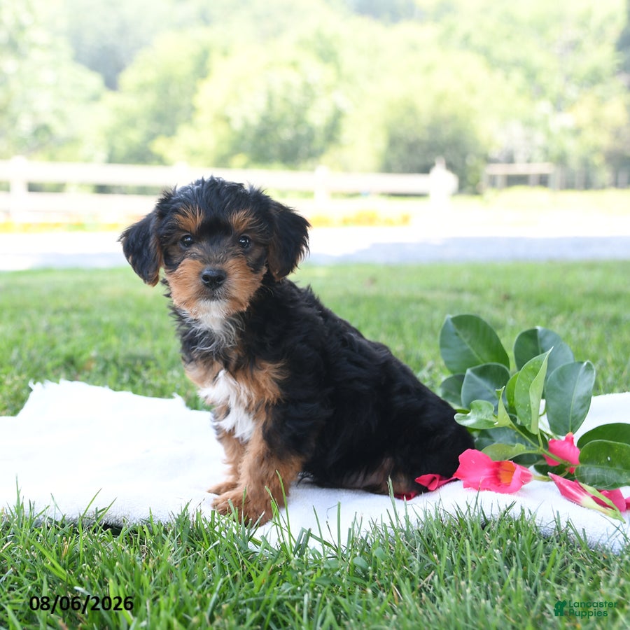 Yorkiepoo dogs Theo Leo - Ad 1