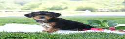 Yorkiepoo dogs for sale: Theo Leo - Ad 1