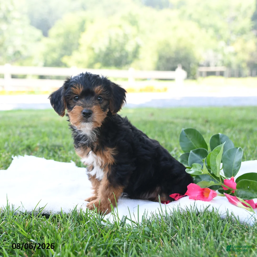 Yorkiepoo dogs for sale: Theo Leo - Ad 1