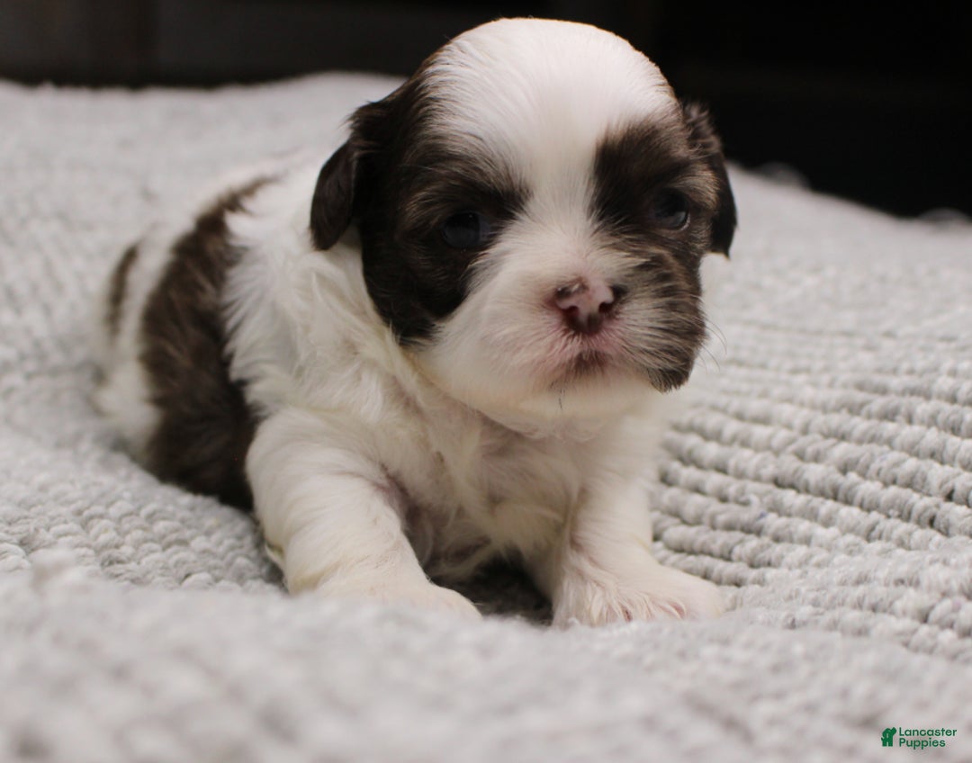 Shih Tzu dogs for sale: Erinie - Ad 2