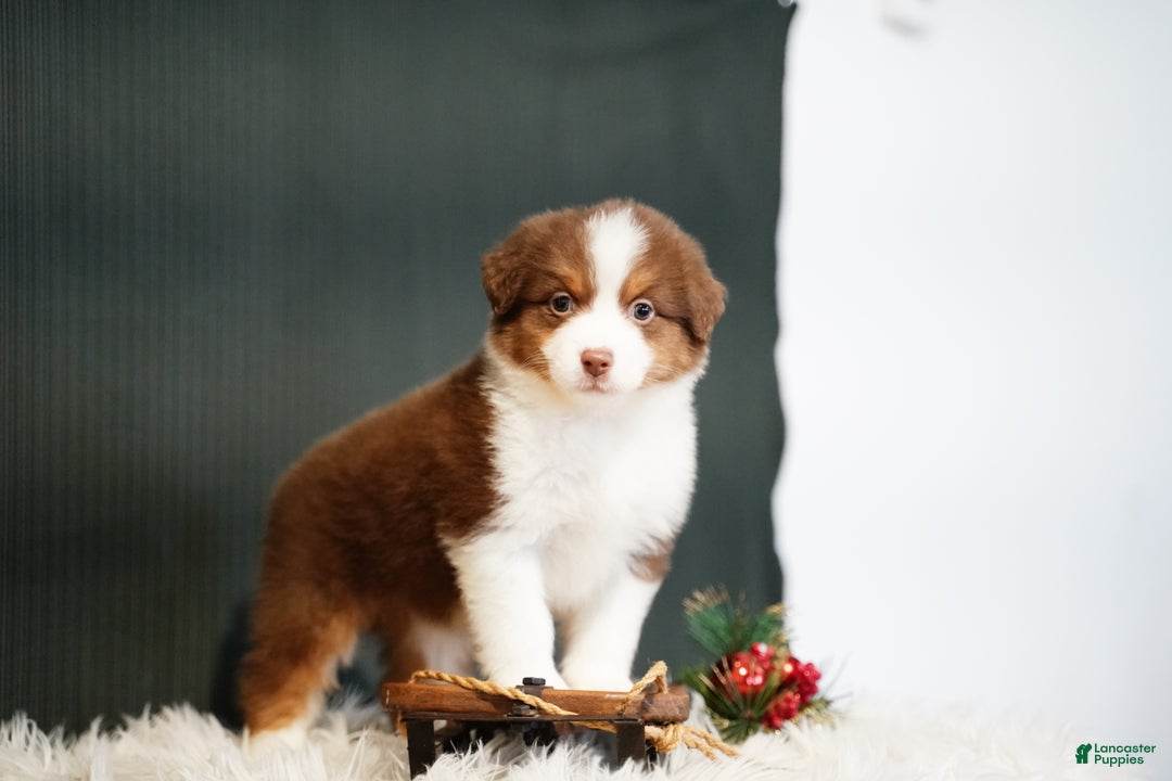 Miniature Australian Shepherd dogs for sale: Barney - Ad 4