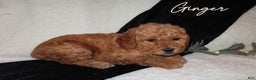 Mini Goldendoodle dogs for sale: Ginger - Ad 3