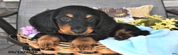 Miniature Dachshund dogs for sale: Artie - Ad 3