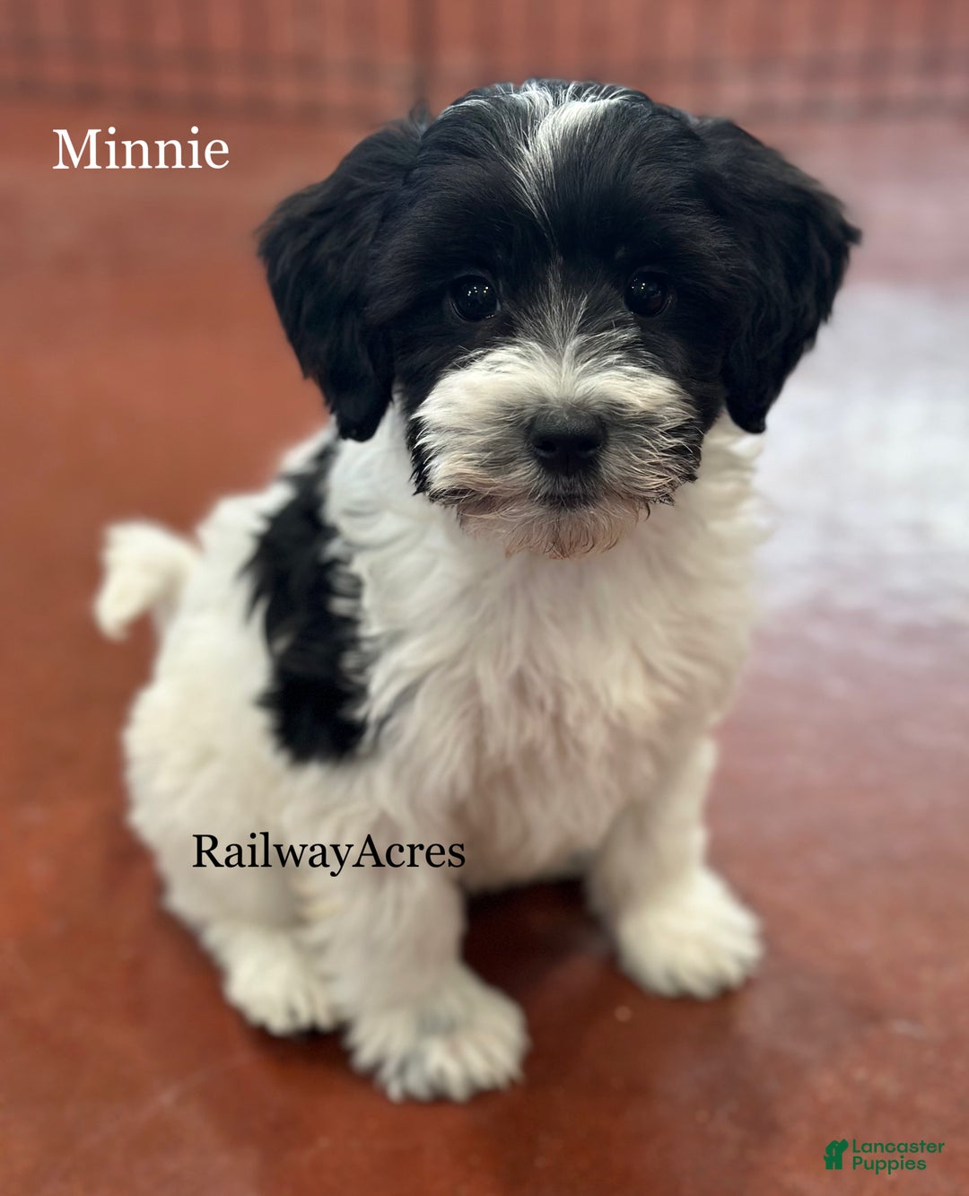 Mixed Breed dogs for sale: Minnie - Ad 1