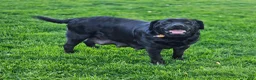 Labrador Retriever dogs for sale: Marco - Ad 4