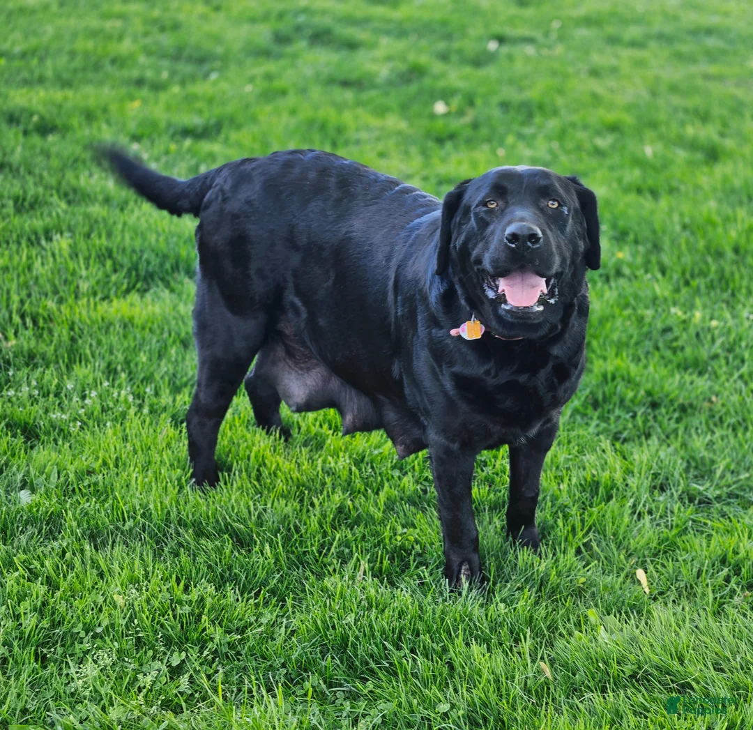 Labrador Retriever dogs for sale: Marco - Ad 4