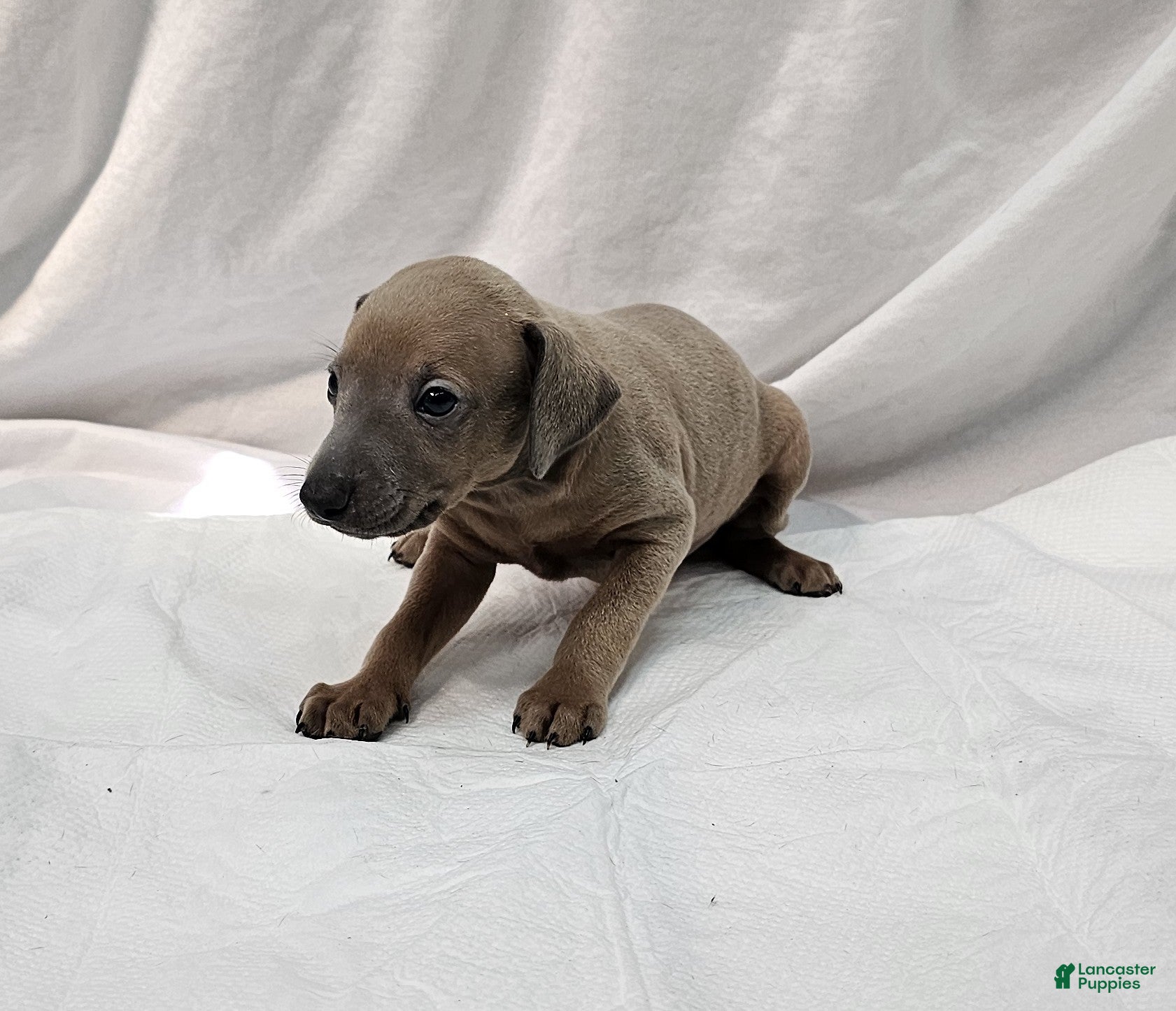 Italian Greyhound dogs Fawn Male - Hari - Ad 2