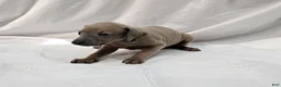 Italian Greyhound dogs for sale: Fawn Male - Hari - Ad 2