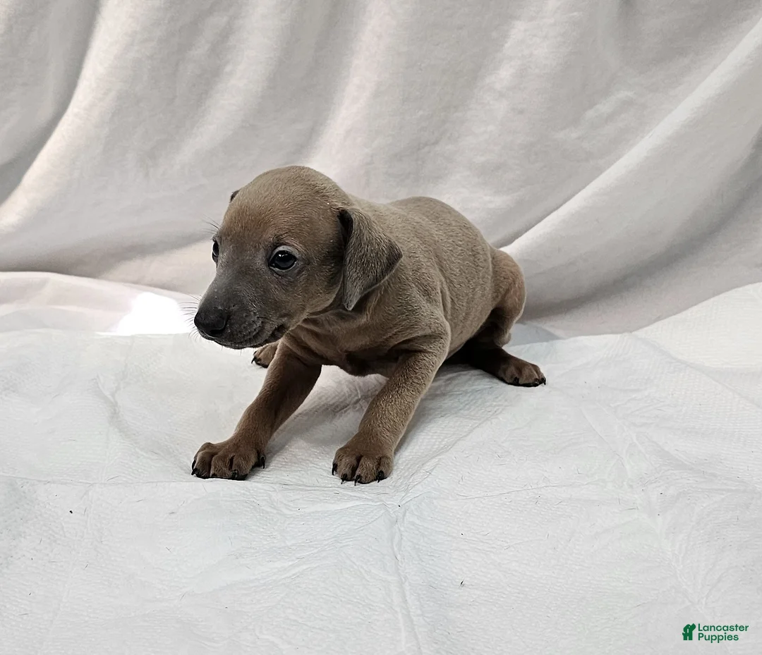 Italian Greyhound dogs for sale: Fawn Male - Hari - Ad 2