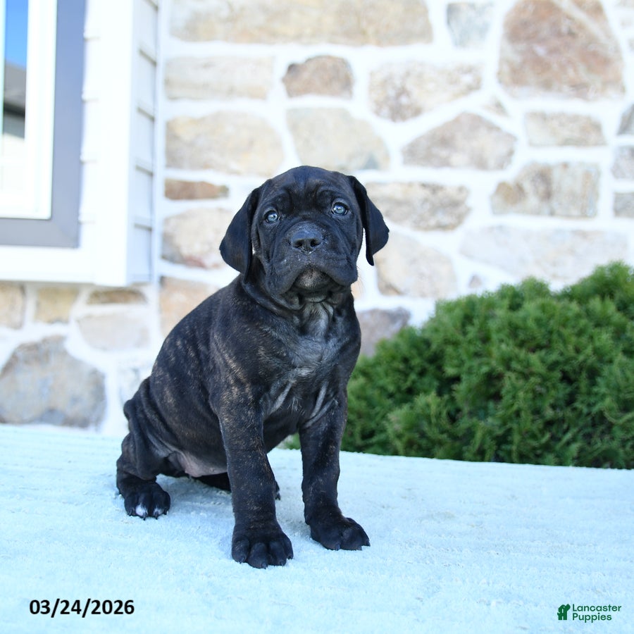 Cane Corso dogs Tinker - Ad 2