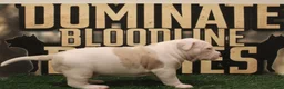 American Bully dogs for sale: American Bully (female) - Ad 4