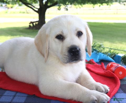 Labrador Retriever dogs Tyson - Champ lines - Ad 1