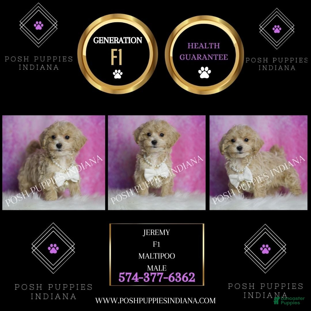 Maltipoo dogs Jeremy - Ad 2