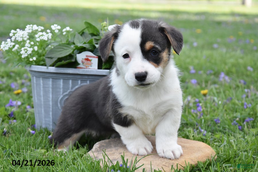 Welsh Corgi Pembroke dogs Mandy - Ad 1