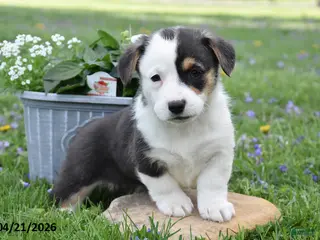 Welsh Corgi Pembroke dogs for sale: Mandy - Ad 3