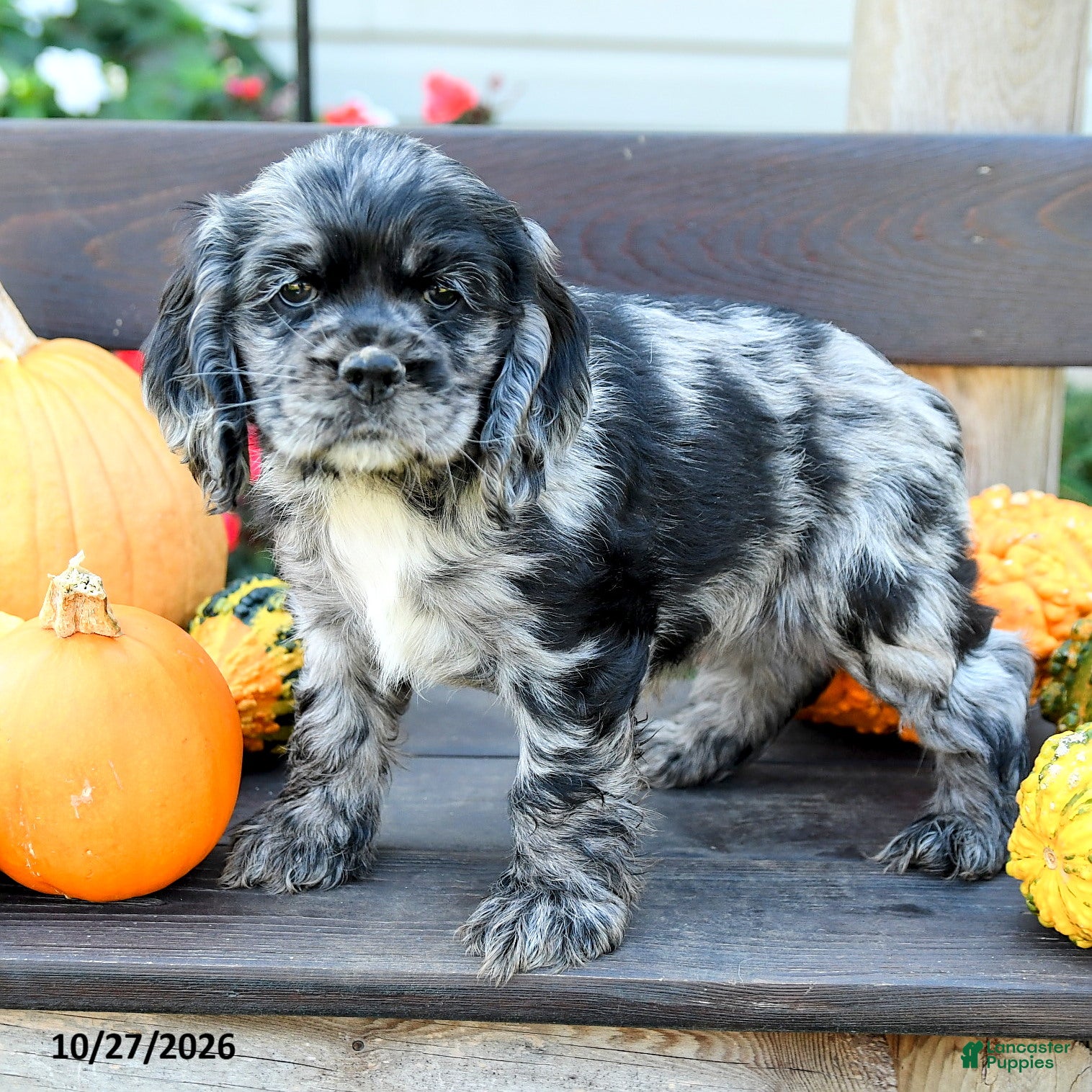 English Cocker Spaniel dogs for sale: Freckles - Ad 1