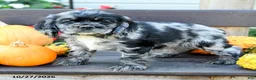 English Cocker Spaniel dogs for sale: Freckles - Ad 1