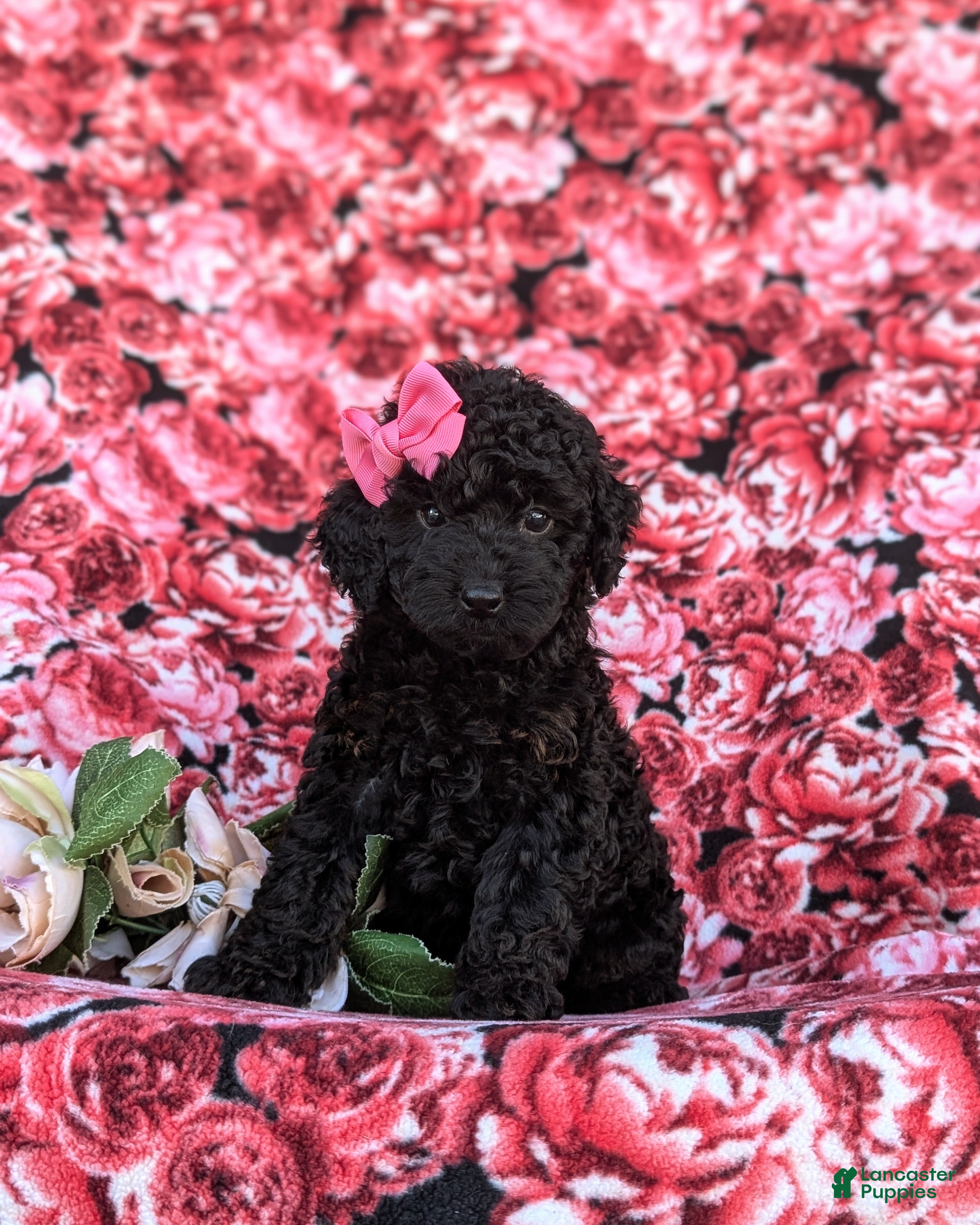 Cockapoo dogs Juliana Hypoallergenic - Ad 1