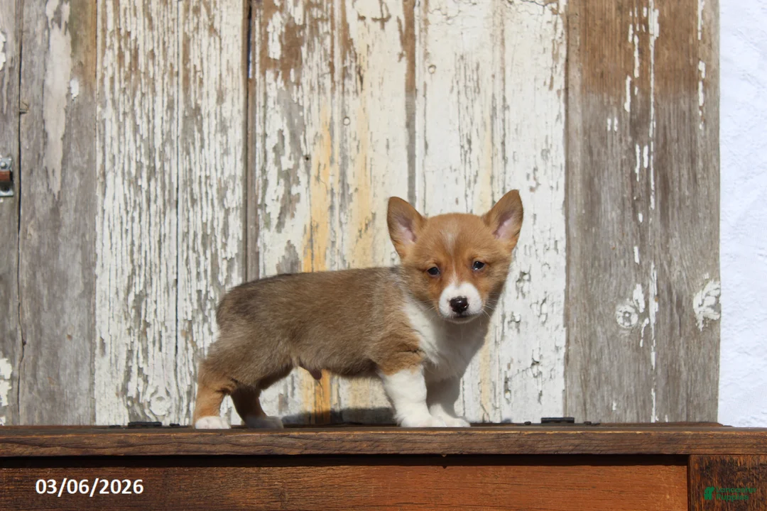 Welsh Corgi Pembroke dogs for sale: Rascal - Ad 1