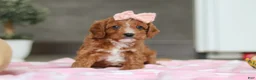 Cavapoo dogs for sale: Charlotte - Ad 12