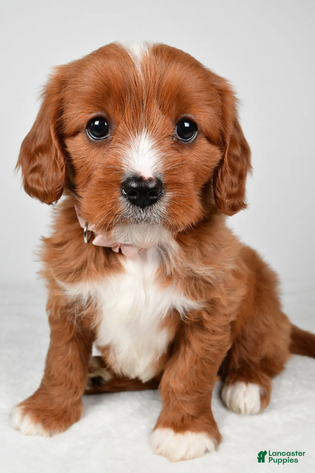 Cavapoo dogs for sale: Emmy - Ad 1