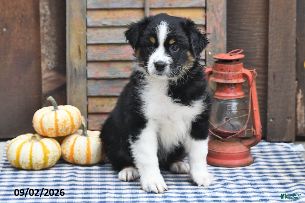Australian Shepherd dogs Joy - Ad 2