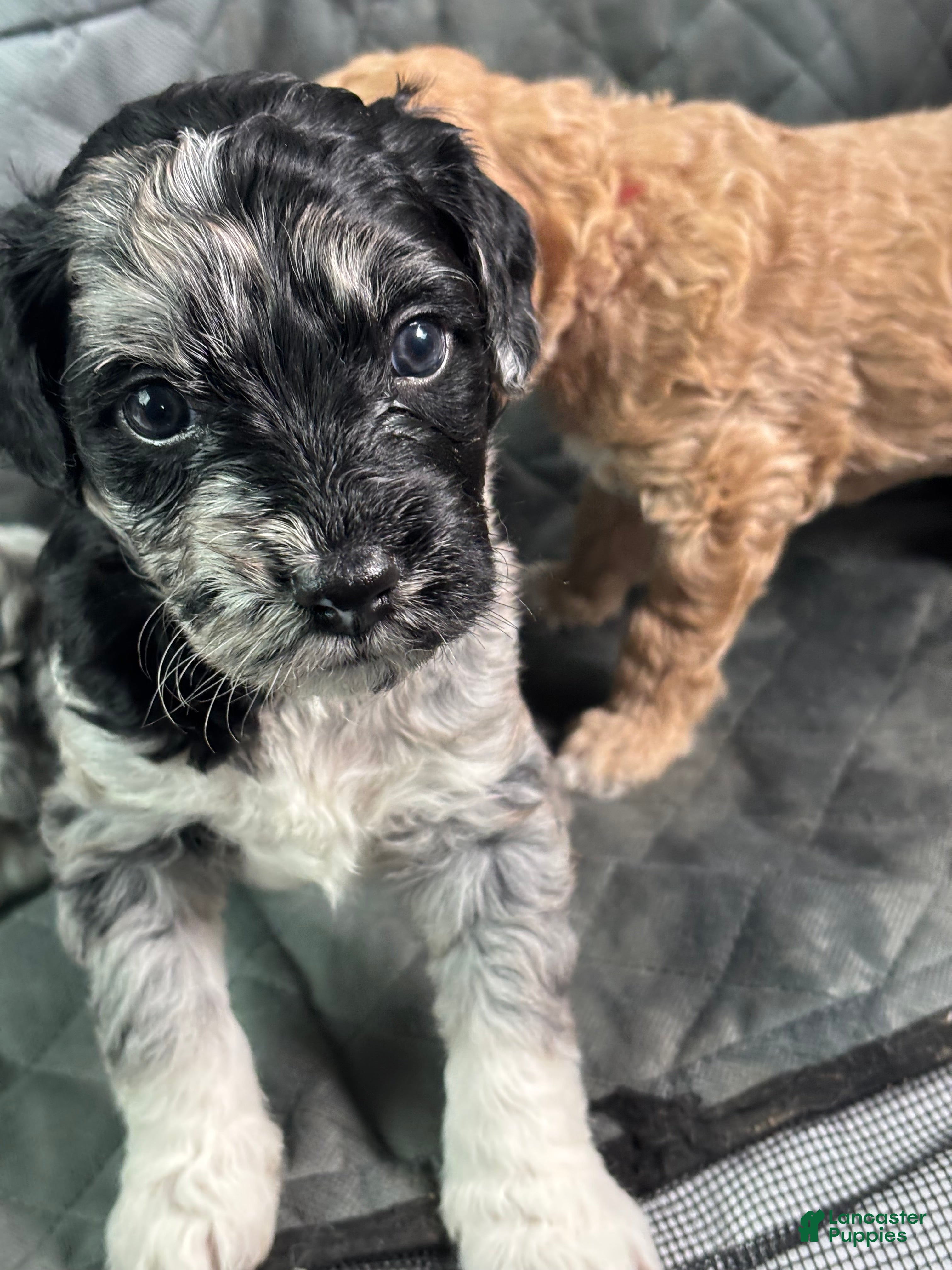 Goldendoodle dogs Luna  - Ad 1