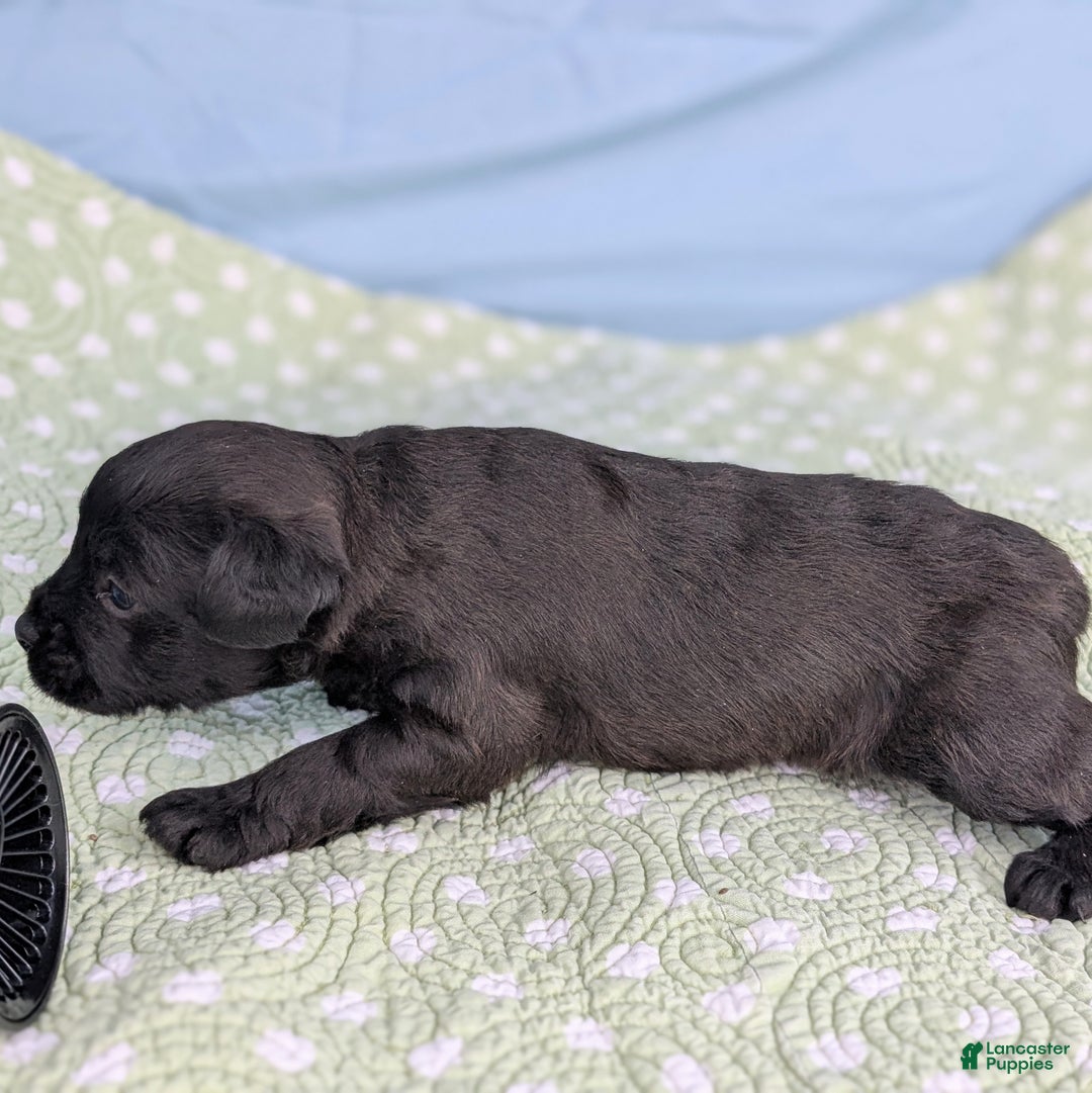 Mixed Breed dogs for sale: Black Prince - Ad 7