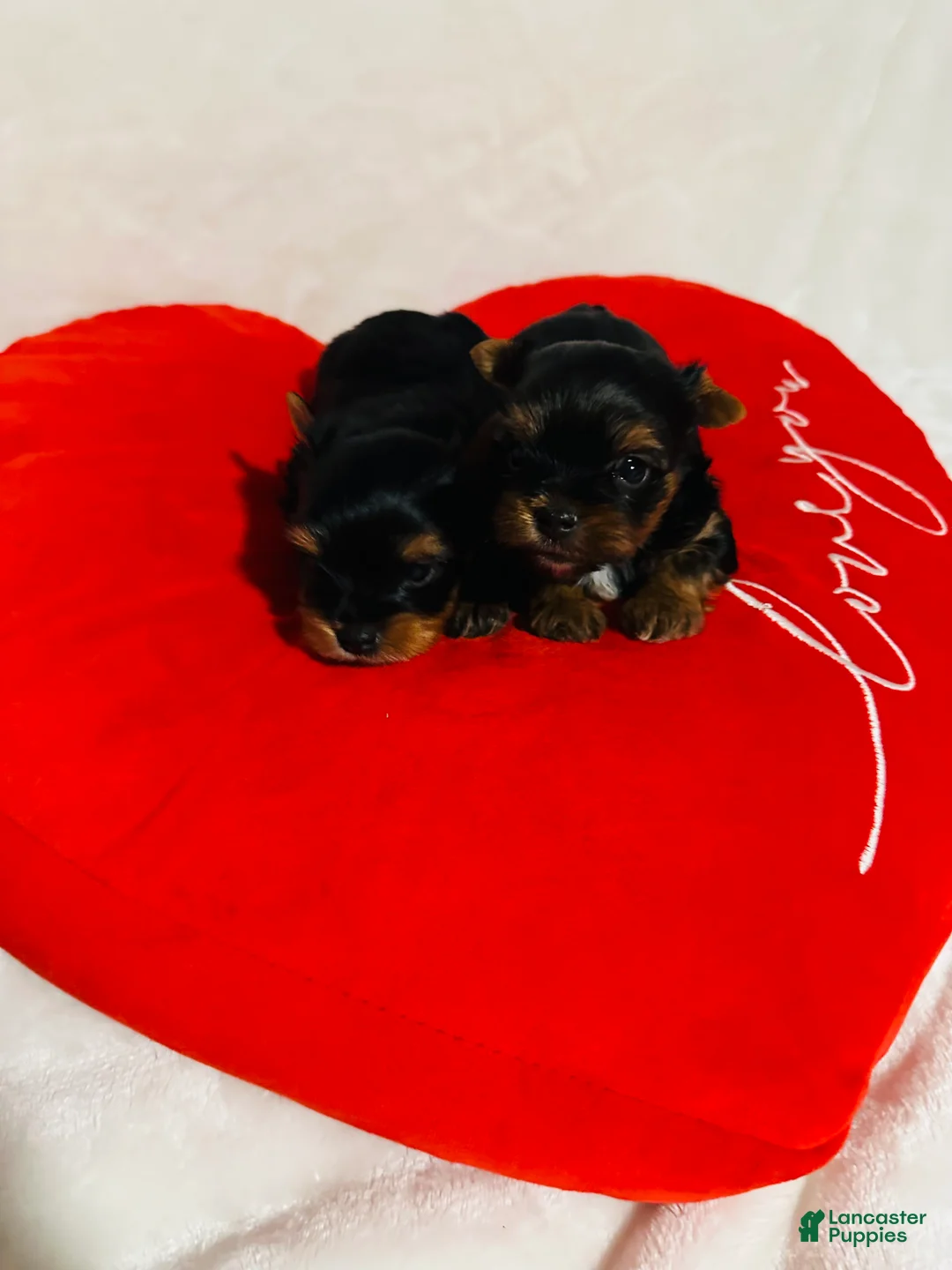Yorkshire Terrier dogs for sale: Yorkshire Terrier Puppy 1 - Ad 2