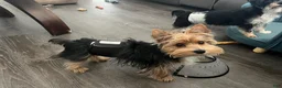 Yorkshire Terrier dogs for sale: Yorkshire Terrier 1 - Ad 2